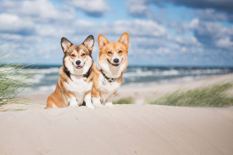 Im Grand Hotel Binz sind Hunde im Ostseeurlaub, besonders in der Nebensaison, immer herzlich willkommen.
