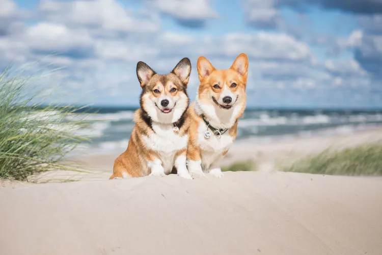 Im Grand Hotel Binz sind Hunde im Ostseeurlaub, besonders in der Nebensaison, immer herzlich willkommen.